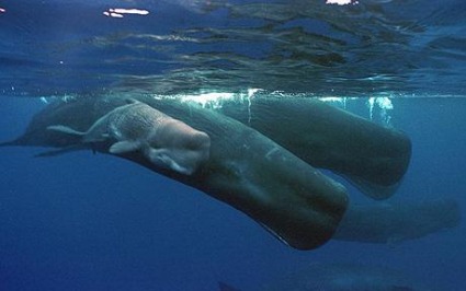 Sperm Whale, Ocean, Animal, Mammal, Calf.