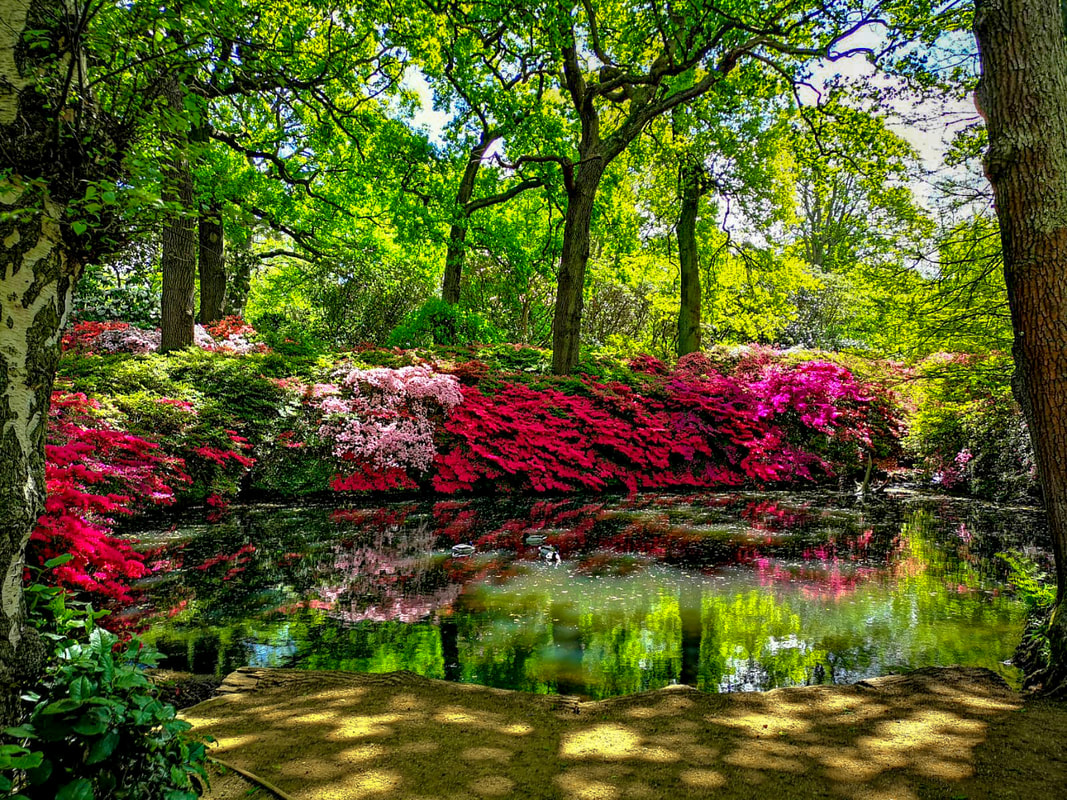 Isabella Plantation; Richmond Park; The Still Pond; The Azaleas
