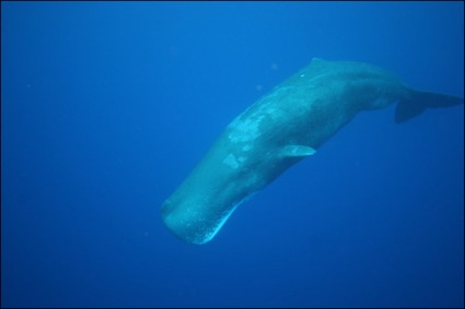 Sperm Whale, Ocean, Animal, Mammal.