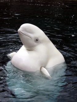 Beluga, jspad, Ocean Wildlife, Whale, Swim, White, Blue, Natural World, Show Me Something Interesting