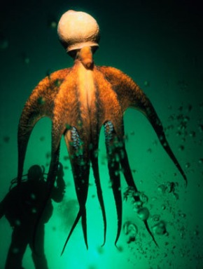 Giant Pacific Octopus, with diver. Picture by Jeff Rotman, from Getty Images. Includes octopus, diver, sea, ocean, green, orange, bubbles, giant octopus.