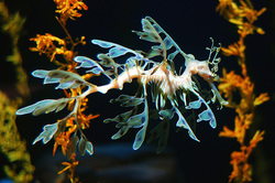 Leafy Sea Dragon, Ocean Wildlife, Show Me Something Interesting, Seahorse, Fish, Wildlife