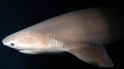 Sixgill Shark, Ancient, Old, Ocean, Wildlife, Sea.