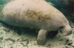 erlin, Manatee, Save the Manatee, Club, Florida, Endangered, Animal, Ocean Wildlife, Natural world