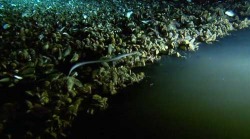 Underwater Brine Pool, Salt, Lake, Ocean, Sea, Muscles, Techtonics, Methane, Chemosynthesis. 