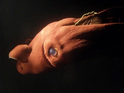 PIcture of Vampyroteuthis Infernalis, a deep sea octopus