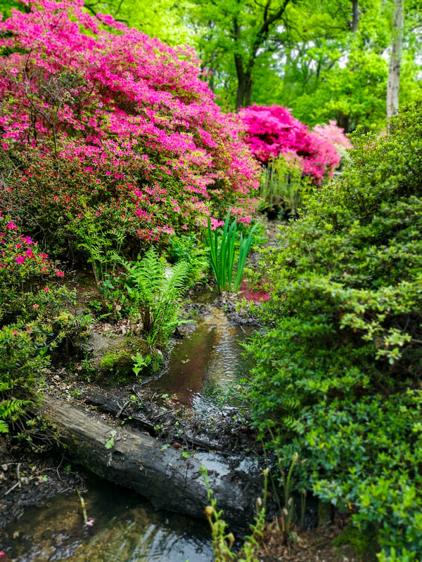Isabella Plantation; Richmond Park; A Stream; The Azaleas
